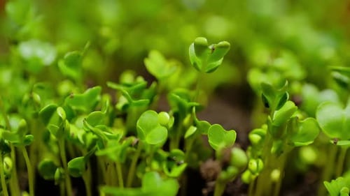 Macro shot of seed growing into a small plant with fresh green leaves over time.