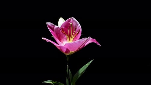 Pink Lily Blooming Time Lapse