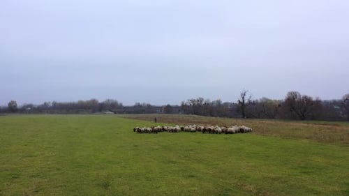 Pasture with domestic animals. Flock of sheep grazing on field in the countryside.