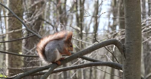 Squirrel sits on a tree branch in the spring forest.