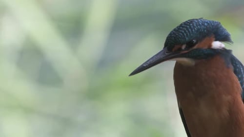 Blue and brown Kingfisher, close-up view.