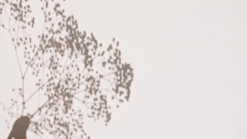 Plant Shadow Dancing on a Wall