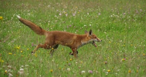 Renard roux, vulpes vulpes, adulte courant dans les hautes herbes, Normandie en France, 4K en temps réel