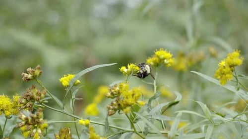 Slow motion close up bumblebee buzzing around wildflowers outdoors