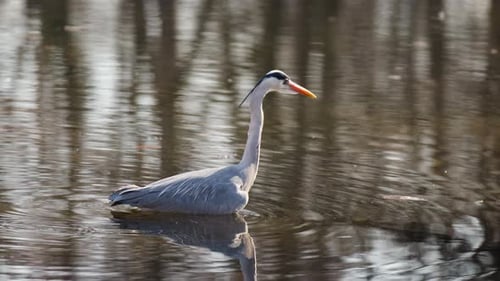 Grey heron (Ardea cinerea) looking for fish in the shallow water of a pond or lake - tracking shot