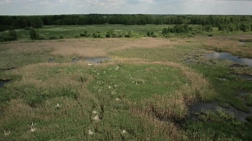 Aerial View of Bog Lands with White Herons Nesting Place