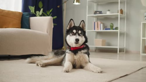 Husky Resting on Carpet in Home Setting