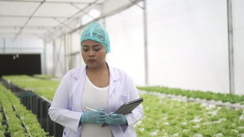 Entrepreneur work at hydroponic vegetable farm.