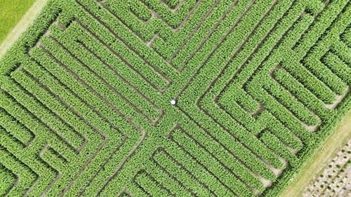 Aerial view of maize corn maze in green field, New Zealand.