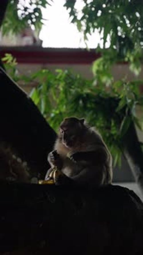 A Curious Monkey Sits Comfortably on a Tree Branch in a Lush Green Environment Quietly Enjoying and