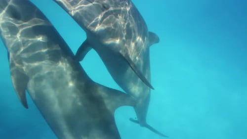 Dolphins in an Aquarium