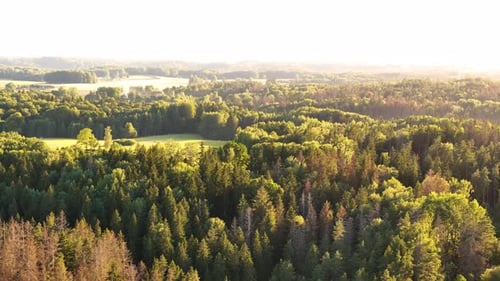 Latvian forest with dying trees damaged by Mizgrauzis insect parasite