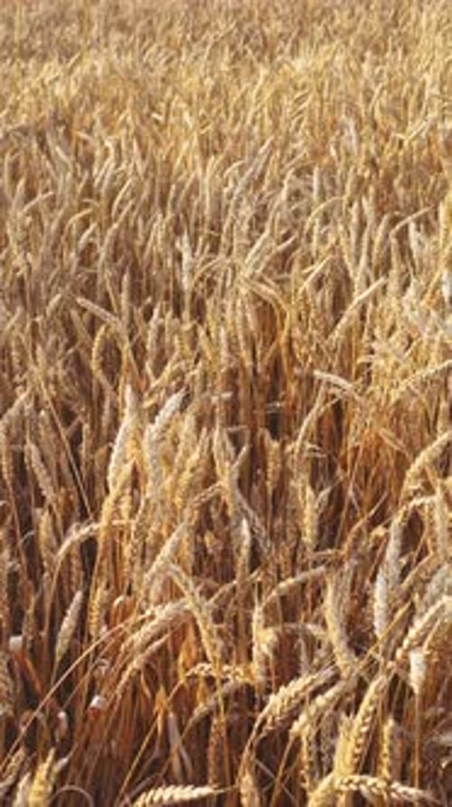 Vertical Video of a Golden Wheat Field in Sunset