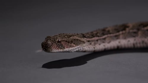 Puff Adder snake moving across grey groud - close up on face