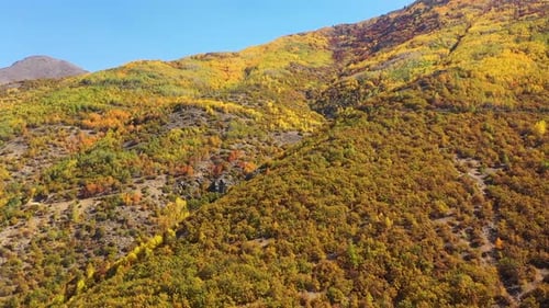 Vue aérienne d'arbres colorés sur les collines en automne