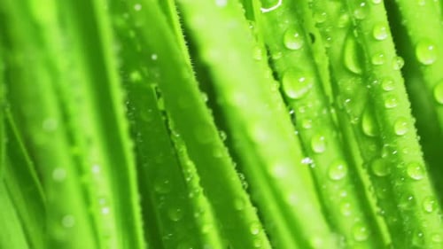 Rotating bright green grass with drops of morning dew on a white background