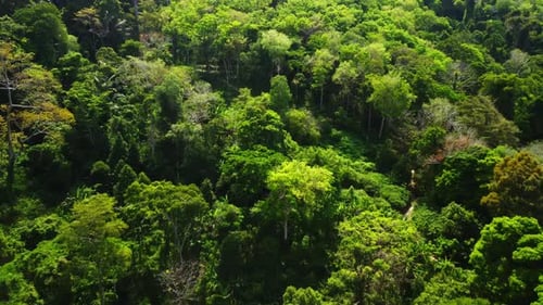 Amazing Drone Footage of Lush Jungle Forest Growing on Mountains in a Tropical Country