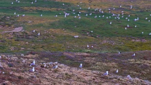 Seagulls on a meadow in slow motion