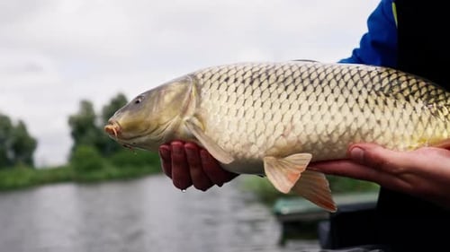 close up professional fisherman holding a carp fish on the bank of a river fishing in reservoirs