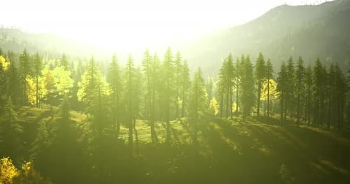 Sunlight Filters Through Trees in a Lush Forest During Early Morning Hours