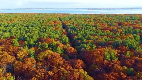 Forest in bright fall colors with lake in the background one a sunny dayand a path cut through the t