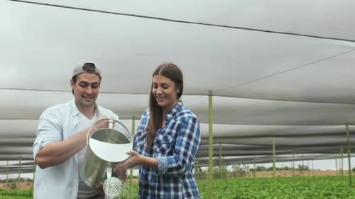 Young Happy Farming Couple Watering There Lettuce Produce on There Farm