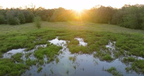 Florida Wetland Nature Tropical Swamp with Dense Green Vegetation at Sunset