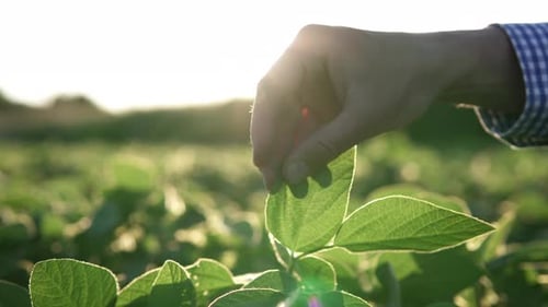 Soybean field. Farmer's hand on a plantation of soybeans, green beans. Growing soybeans.