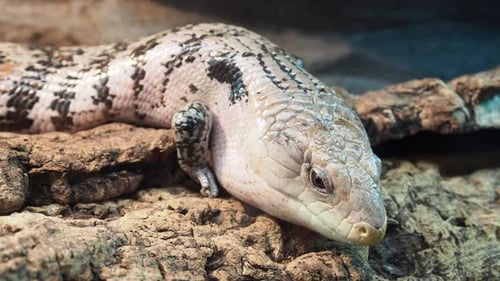 Detailed Close Up of Lizard Resting on Rock