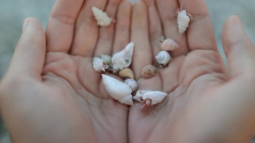 Beach Treasures Person Hold Hermit Crabs in Hands