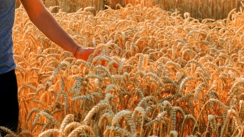 A Farmer in a Field of Wheat Checks Selective Focus