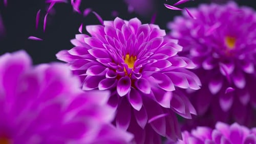 Elegant Looping Animation of Falling Purple Flower Petals
