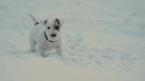 Dog Covered in Snow Standing in Field
