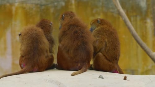 Baboons Interact Among Themselves Baboon Family