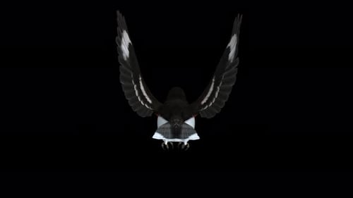 Red Pink Breasted Grosbeak Bird - Flying Loop - Back Close Up View - Alpha Channel