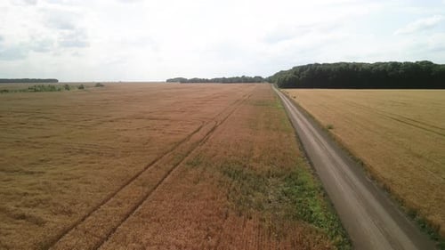 Wheat field aerial view in Ukraine