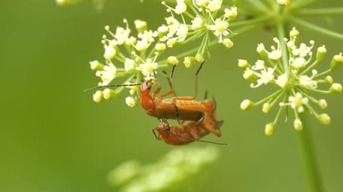 Footage Of Red Soldier Beetles Mating