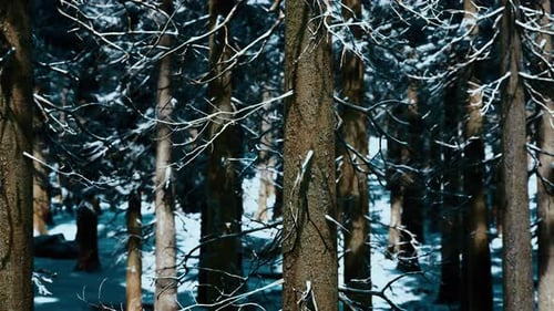 Sunset or Sunrise in the Winter Pine Forest Covered with a Snow