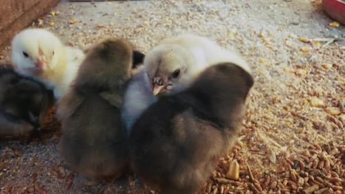 Sweet Little Animal Chicks 8