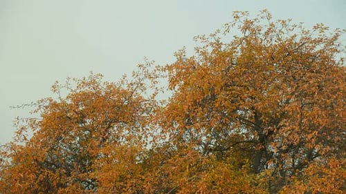 Tree with Leaves That are Orange and Yellow