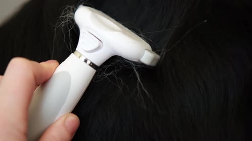 Spring Autumn Moulting Owner Groomer Hand with Brush Combing Fur Puppy Dog Border Collie Furry Dog