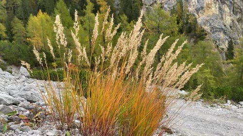 Close up of autumn grass in the Isstal with rocky mountains in the background - very close to Hall i