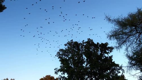 Autumn Migration in Full Swing Birds in a Massive Formation Against the Clear Blue Sky