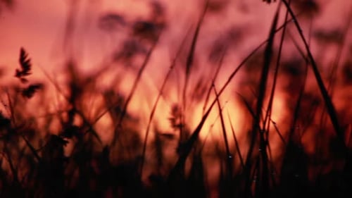 Résumé du lever du soleil sur un pré