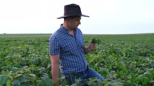 A Young Agronomist Examines Soybean Crops in a Summer Field A Farmer in a Soybean Field Agriculture