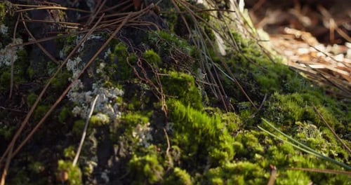 Vegetation and mosses on forest ground. Close up, zoom in