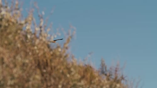 Vultures flying over a Spanish landscape, during beautiful sunset hours.