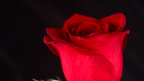 red rose spinning shot in black background depth field