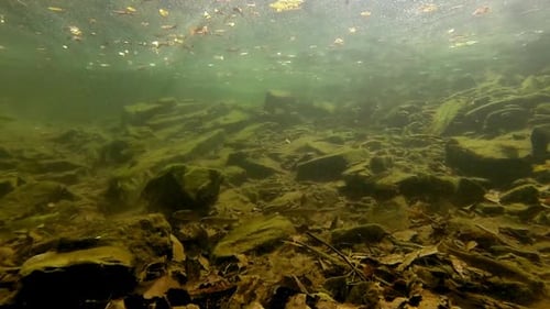 Un poisson s'éloigne de la caméra sous-marine tandis que d'autres poissons nagent dans un ruisseau.