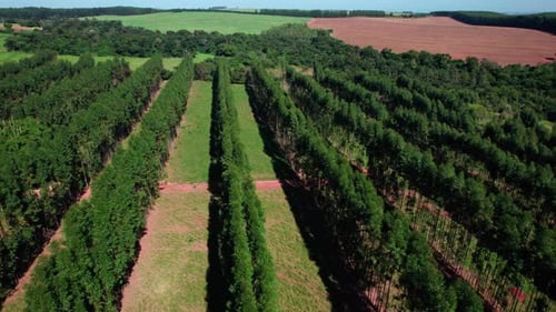Eucalyptus trees in Brazil. Sustainable strategy forestry industry. Aerial